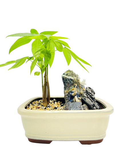 Rock Feature Triple Trunk Indoor Guiana Chestnut “Pachira Aquatica” Bonsai Tree 8 Inch 发财树