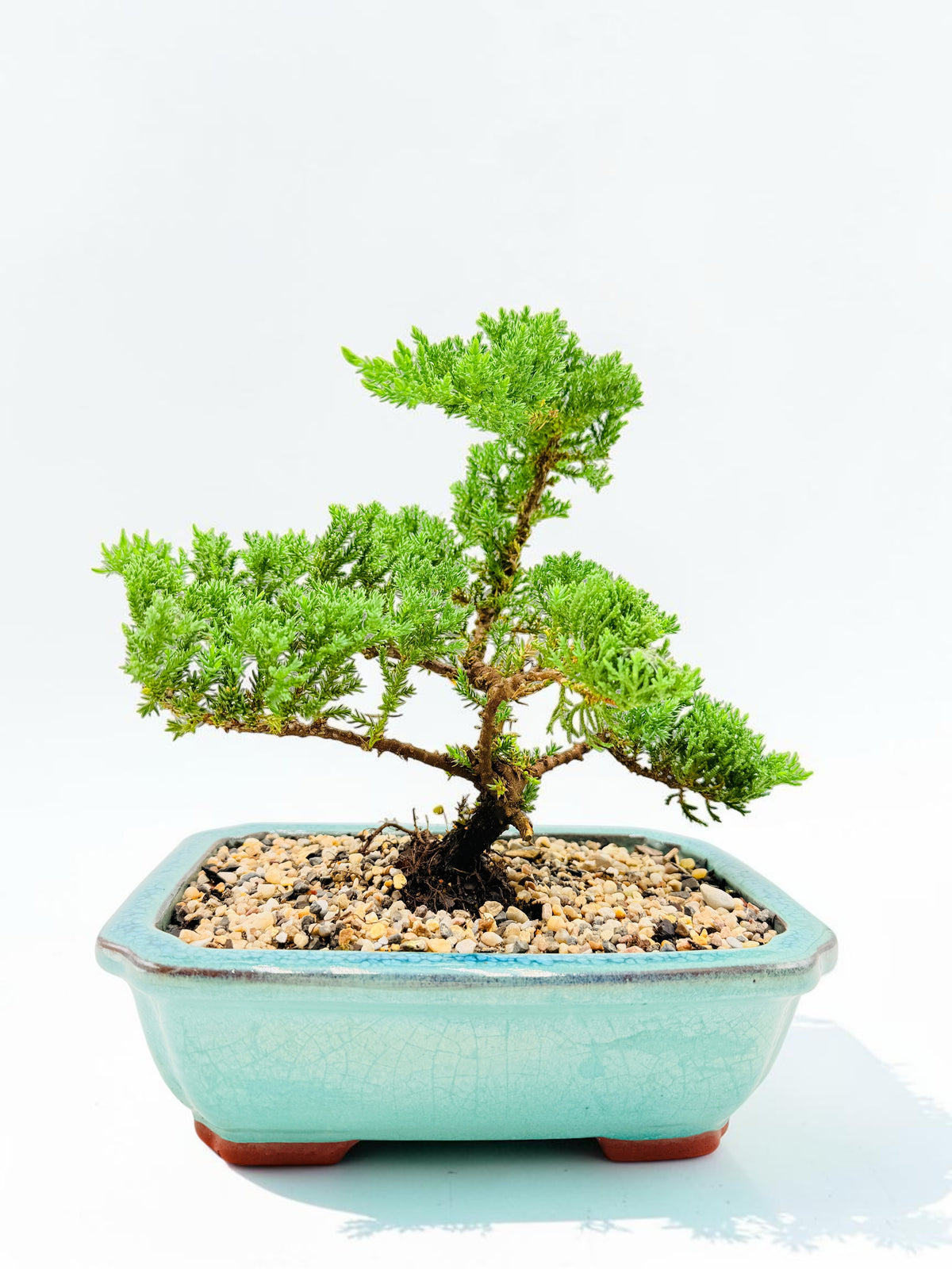 10 Inch Juniper Squamata Bonsai Tree - Aqua Rectangular Pot