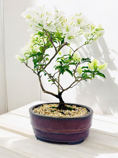 10” White Bougainvillea Bonsai Tree 6 Years Old 50cm Tall