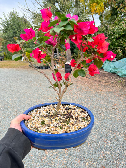 Pink Bougainvillea 6 Years Old 50cm Tall - Bonsai Gifts Nursery