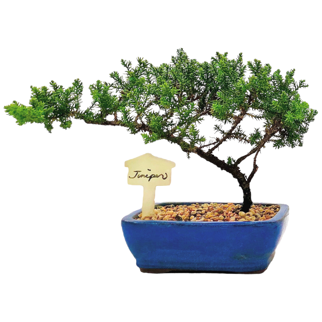 Starter Juniper Bonsai Tree - Bonsai Gifts Nursery