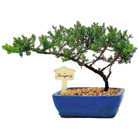 Starter Juniper Bonsai Tree
