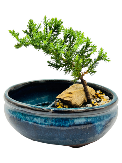 6” Juniper Bonsai Tree With Water Side