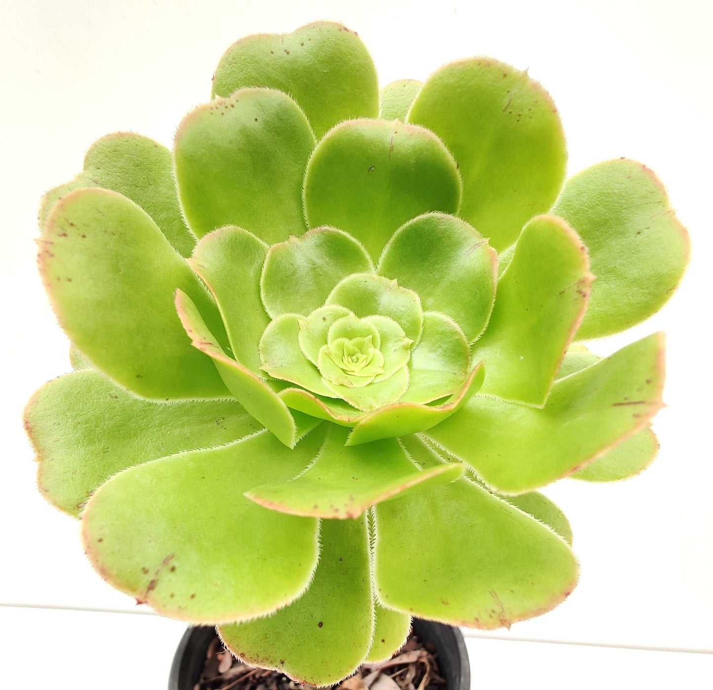 Aeonium Arboreum Succulent - Bonsai Gifts Nursery