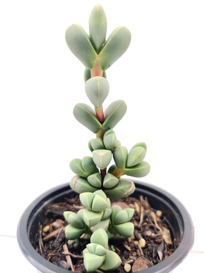 Astridia Velutina Succulent - Bonsai Gifts Nursery