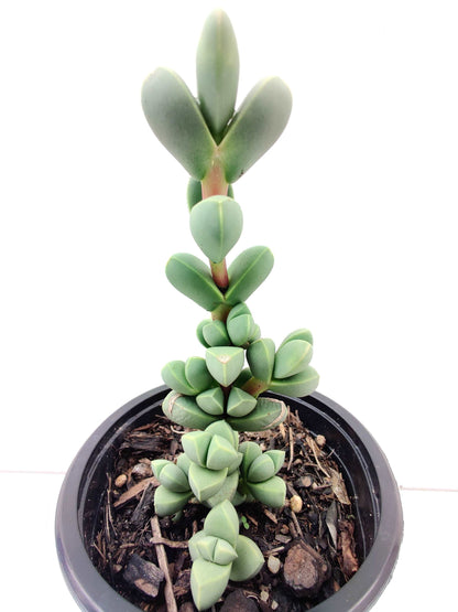 Astridia Velutina Succulent - Bonsai Gifts Nursery