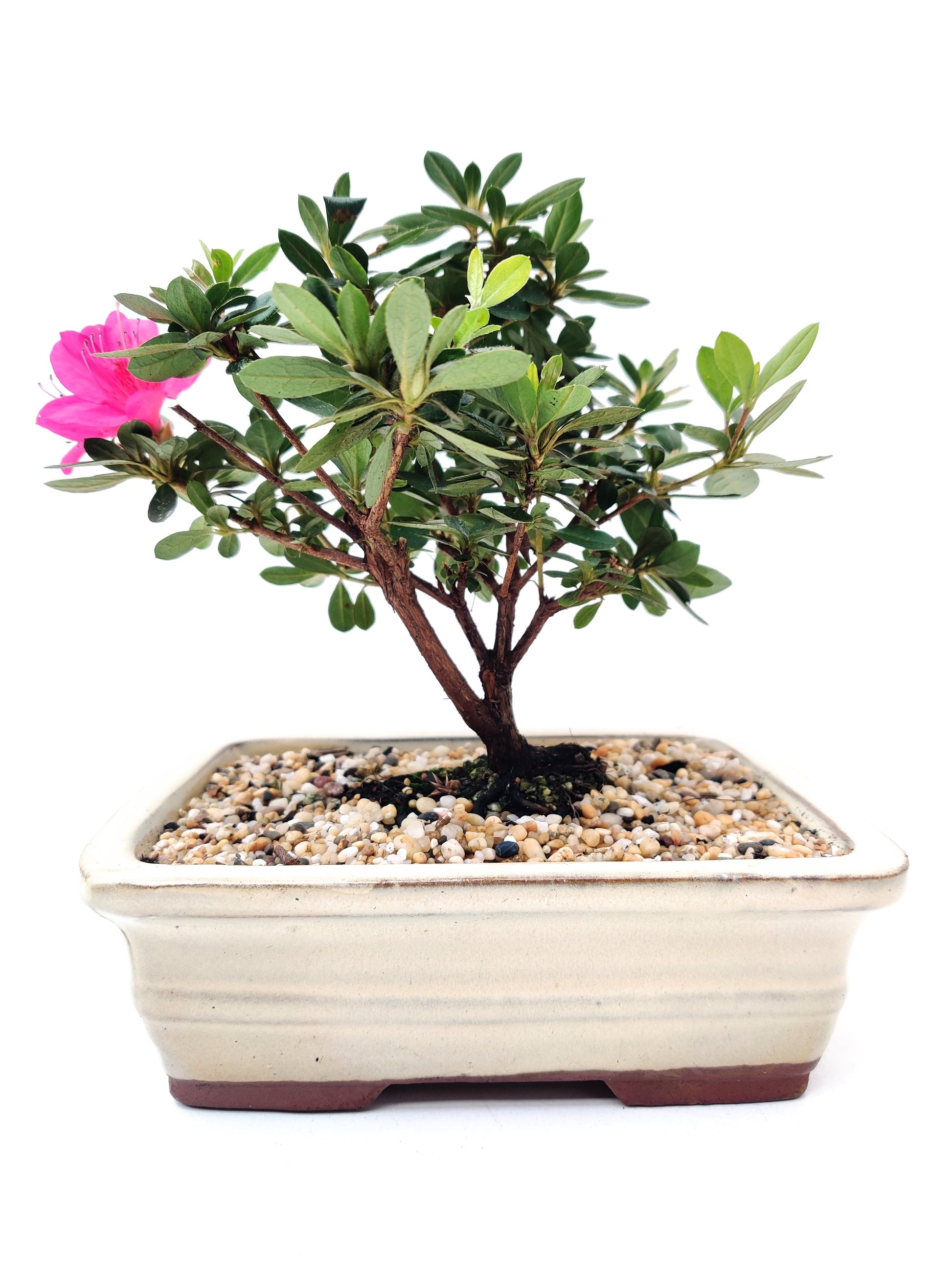 Azalea 8" Bonsai Tree - Bonsai Gifts Nursery