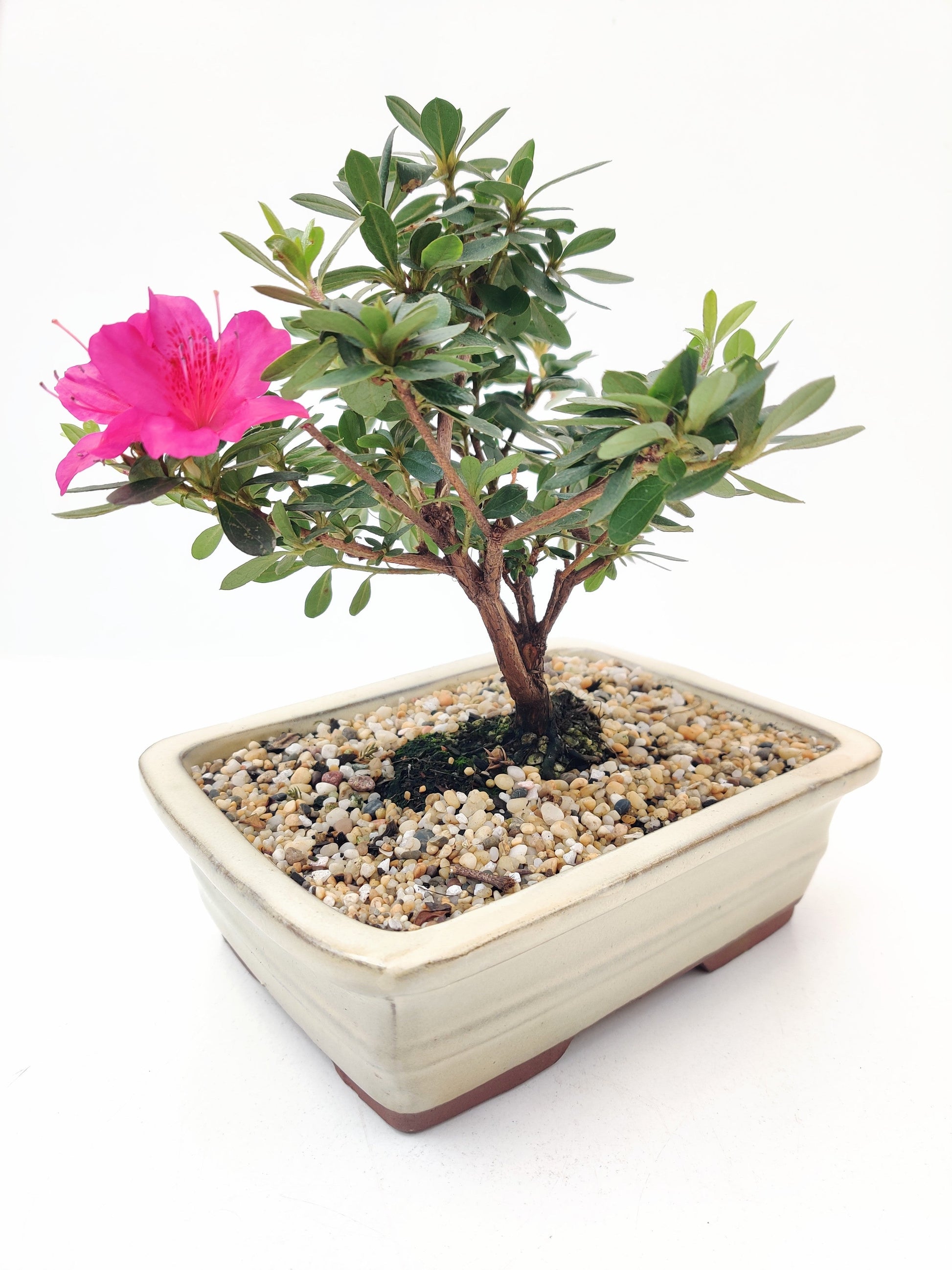 Azalea 8" Bonsai Tree - Bonsai Gifts Nursery