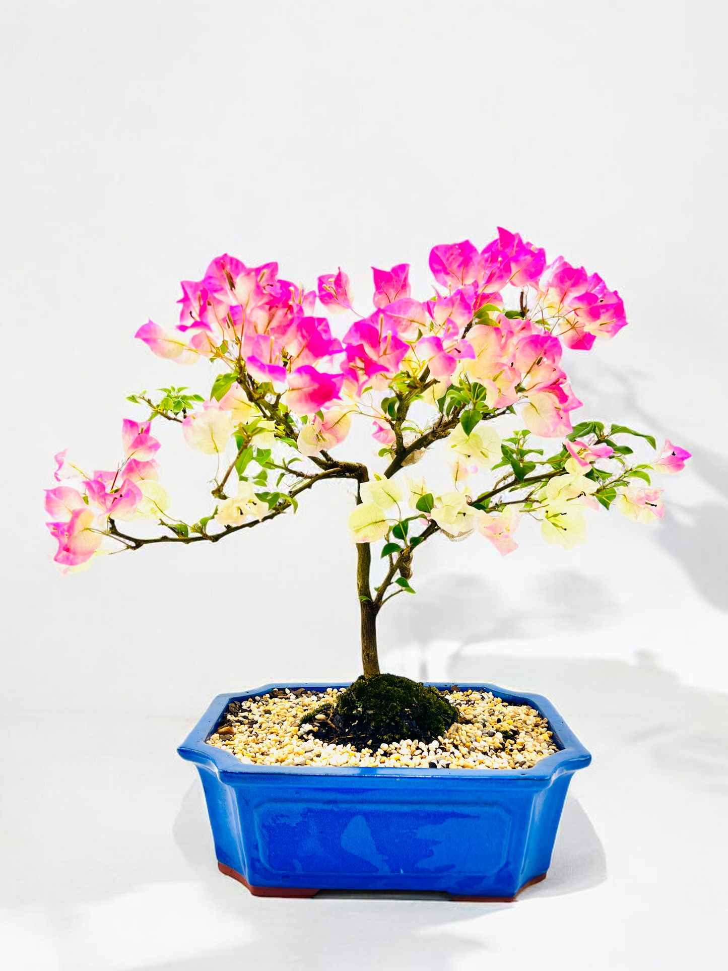 12” White/Pink Flowering Bougainvillea Bonsai Tree