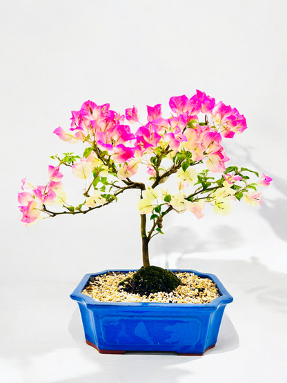 12” White/Pink Flowering Bougainvillea Bonsai Tree