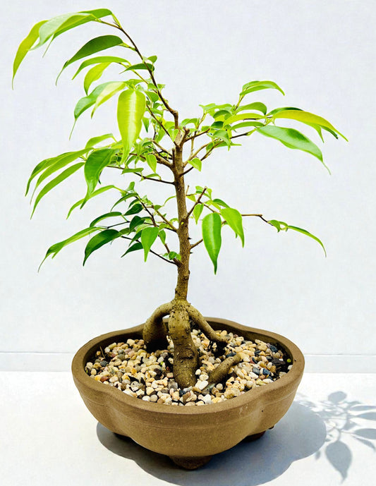 8 Inch Weeping Fig Buddha Belly Bonsai Tree