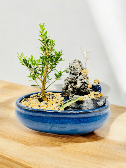 8” Harlandii Buxus Bonsai Tree With Rock Feature