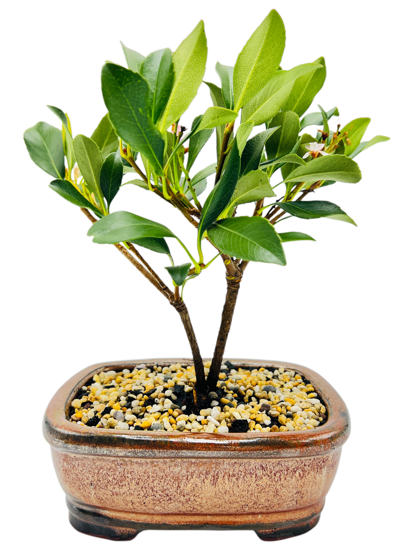 Hawthorn “Cherry Blossom” Bonsai Tree 8 Inch