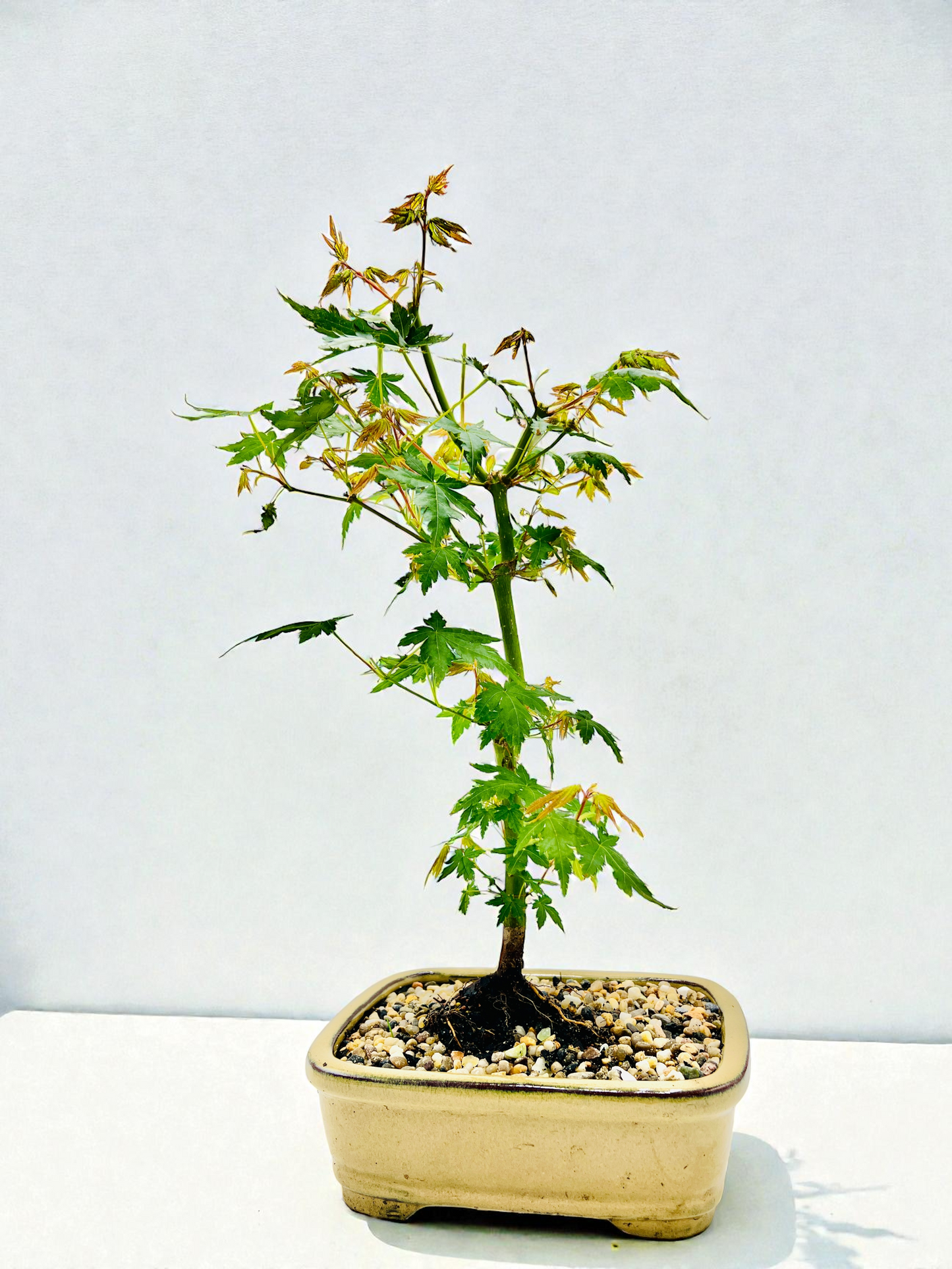 Japanese Maple Bonsai Tree 8 Inch
