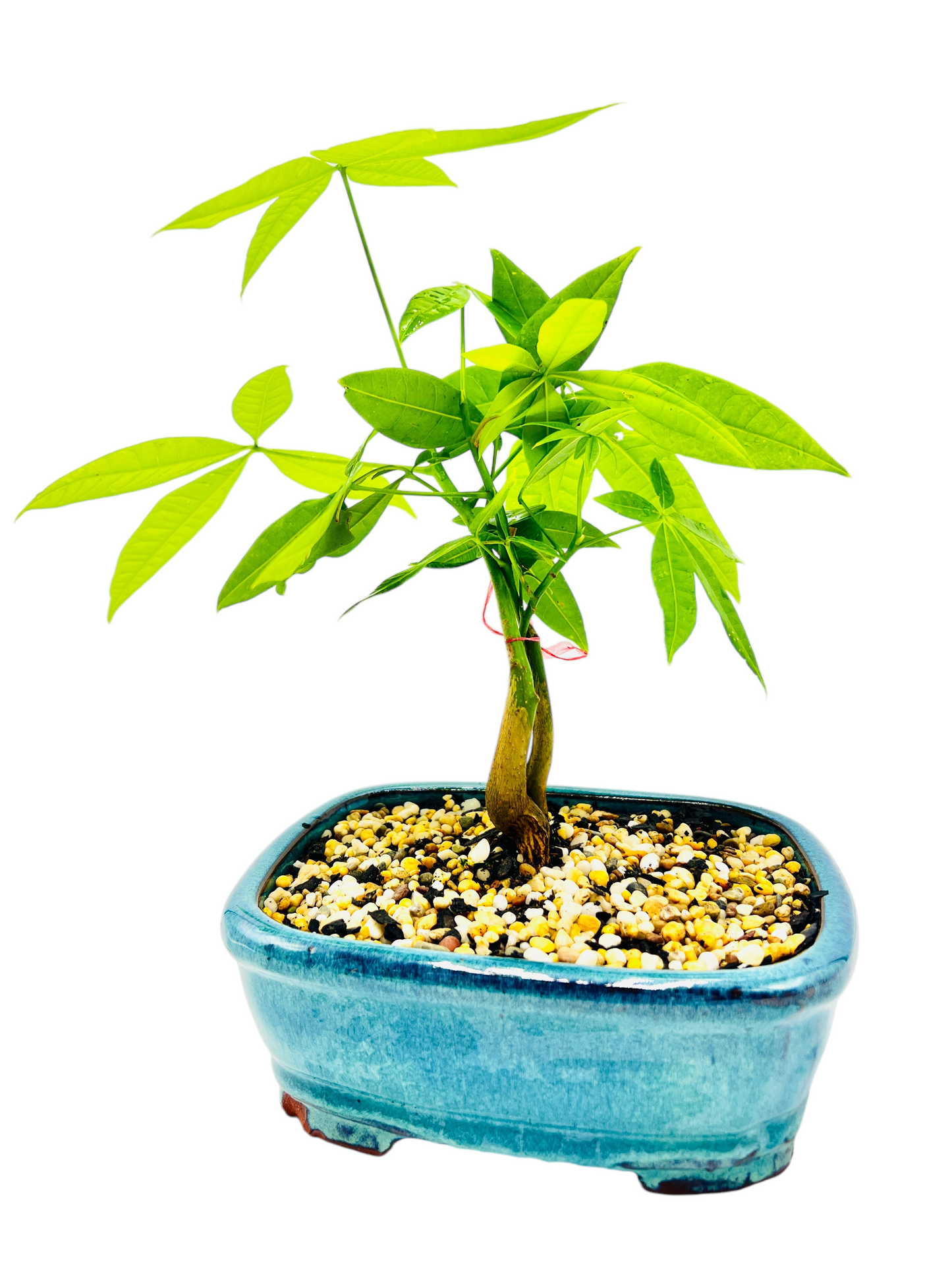 5 Leaves Triple Trunk Indoor Guiana Chestnut “Pachira Aquatica” Bonsai Tree 7 Inch 发财树