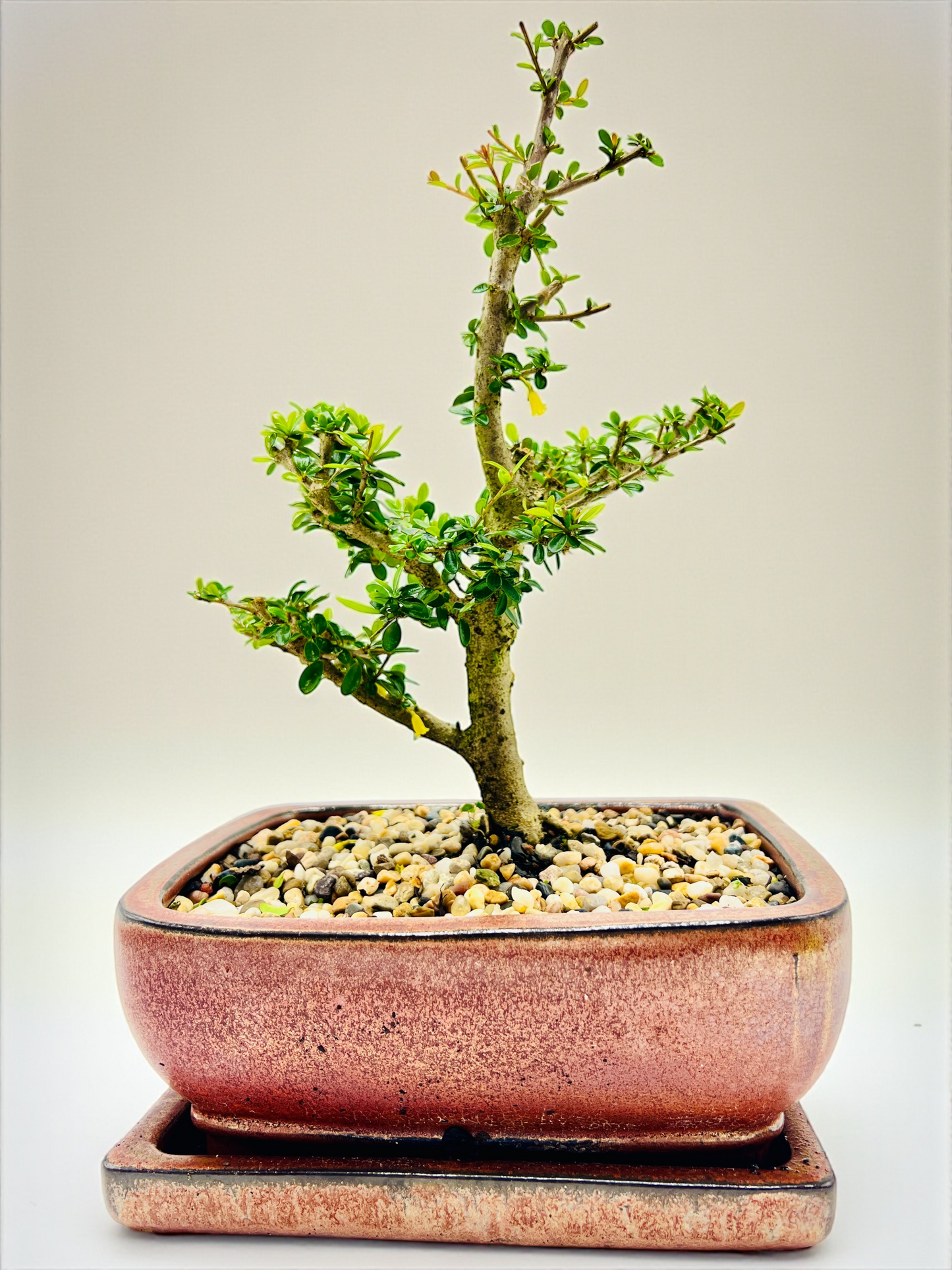 8 Inch Neea Buxifolia Bonsai Tree - Rustic Pot With Saucer