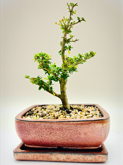 8 Inch Neea Buxifolia Bonsai Tree - Rustic Pot With Saucer