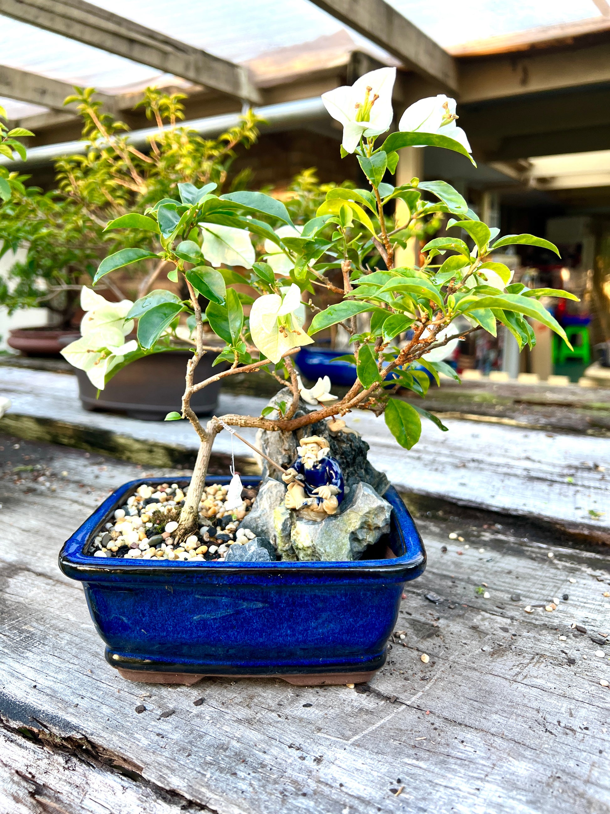 Rock Feature White Bougainvillea 7 Inch - Bonsai Gifts Nursery