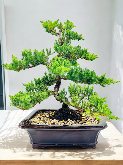 2008 Advanced Twisted Trunk Juniper Squamata Bonsai Tree