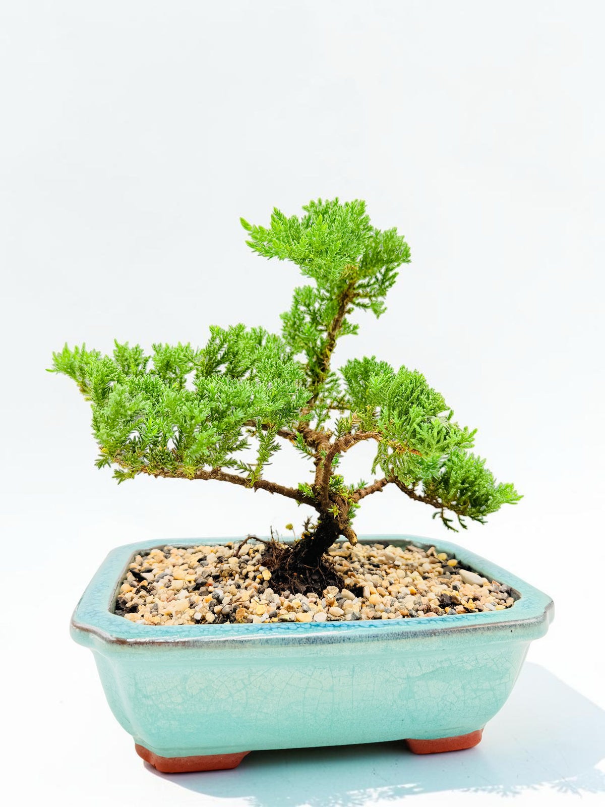 10 Inch Juniper Squamata Bonsai Tree - Aqua Rectangular Pot