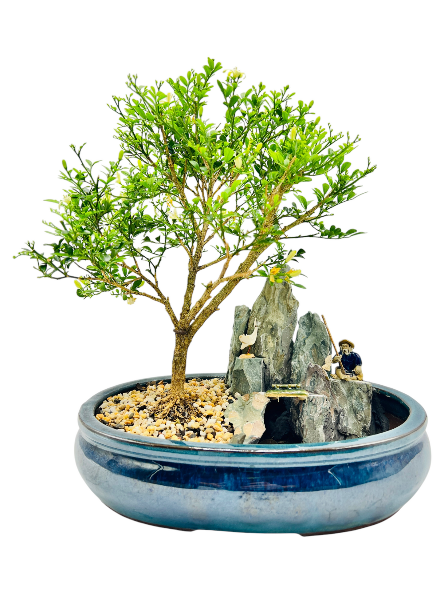 12 Inch Mini Jasmine Rock Feature Bonsai Tree