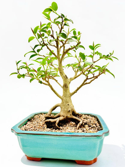 2011 Small Leaf Fig Bonsai Tree - Aqua Rectangular Pot