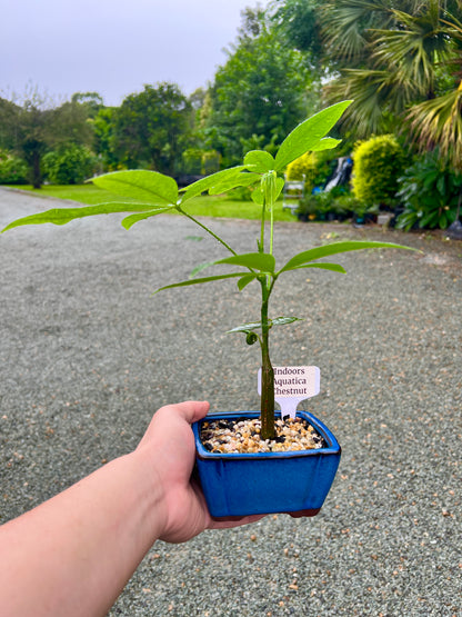 Indoor Guiana Chestnut “Pachira Aquatica” Bonsai Tree 发财树