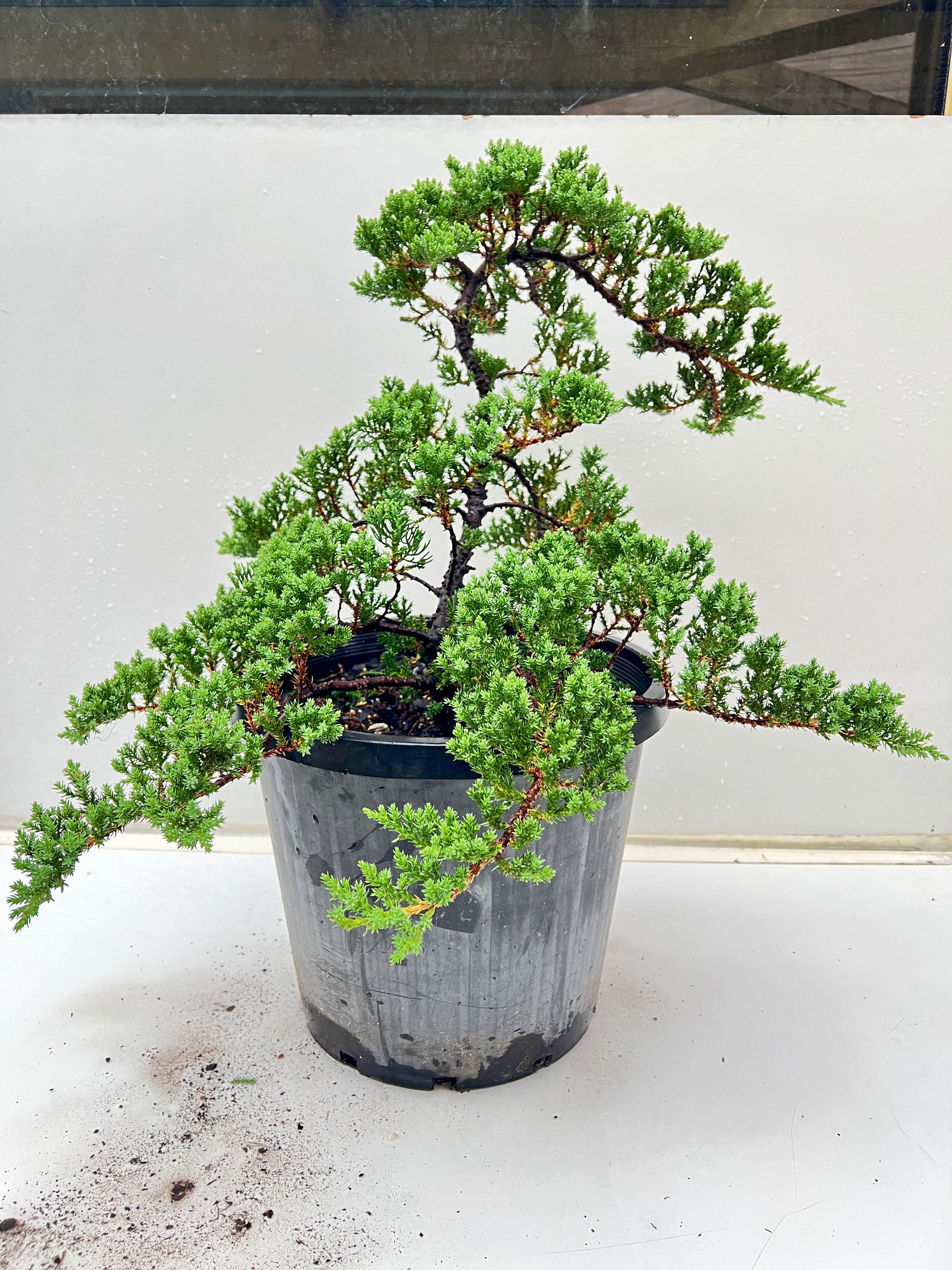 12 Inch Twisted Staked Juniper DIY Pre Bonsai Tree - Bonsai Gifts Nursery