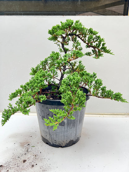 12 Inch Twisted Staked Juniper DIY Pre Bonsai Tree - Bonsai Gifts Nursery