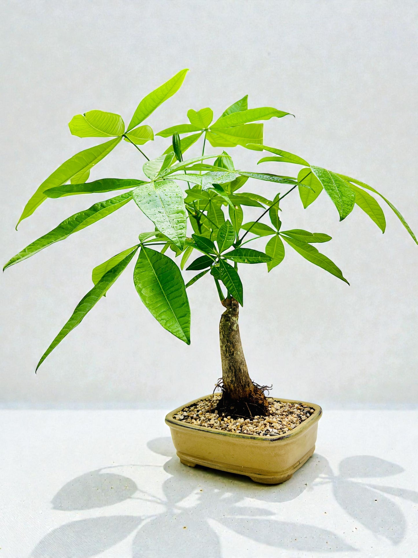 Large Trunk Indoor Guiana Chestnut “Pachira Aquatica” Bonsai Tree 8 Inch 发财树