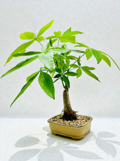 Large Trunk Indoor Guiana Chestnut “Pachira Aquatica” Bonsai Tree 8 Inch 发财树
