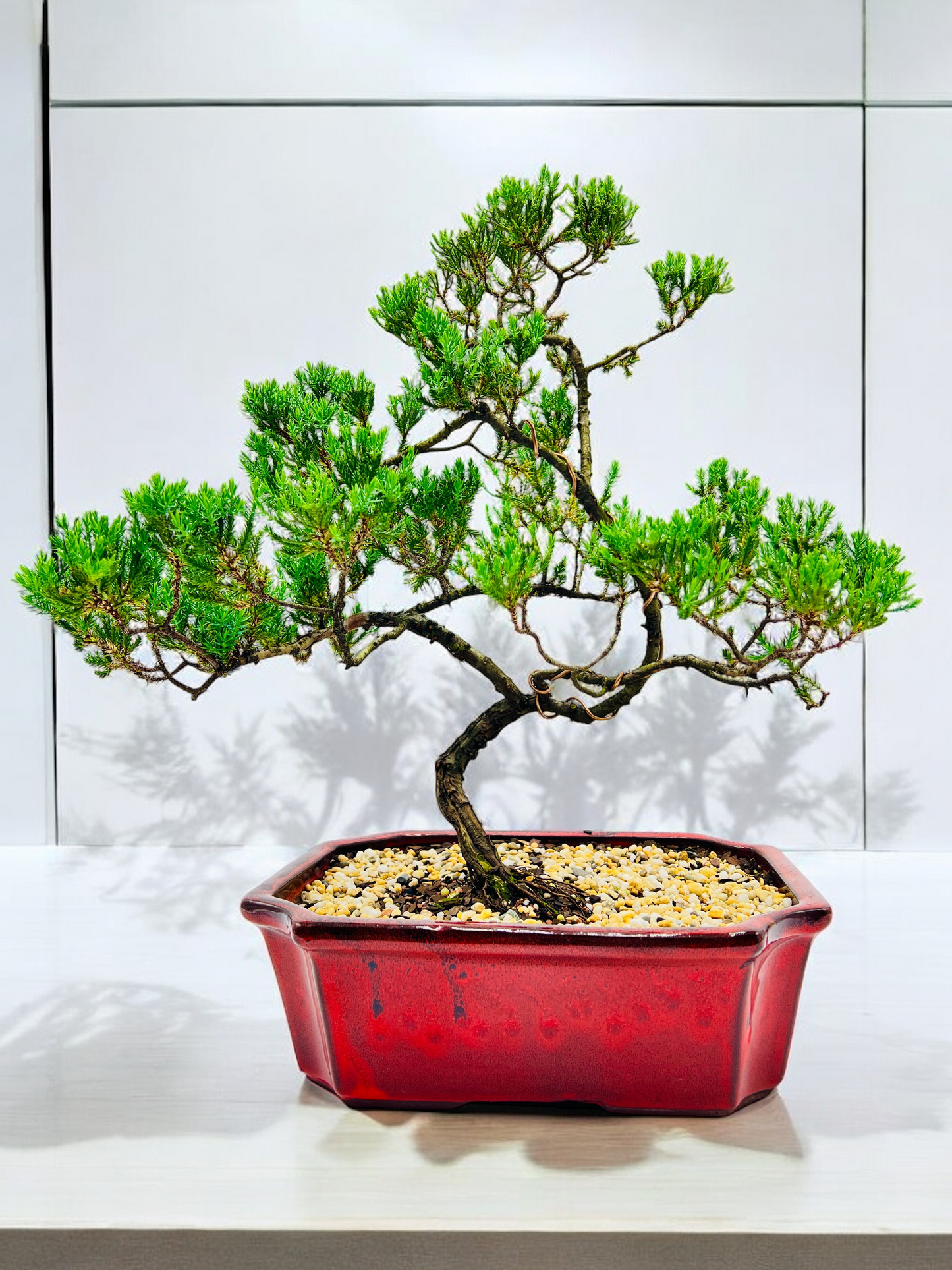 Large Juniper Squamata Bonsai Tree 12 Inch