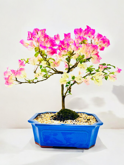 12” White/Pink Flowering Bougainvillea Bonsai Tree