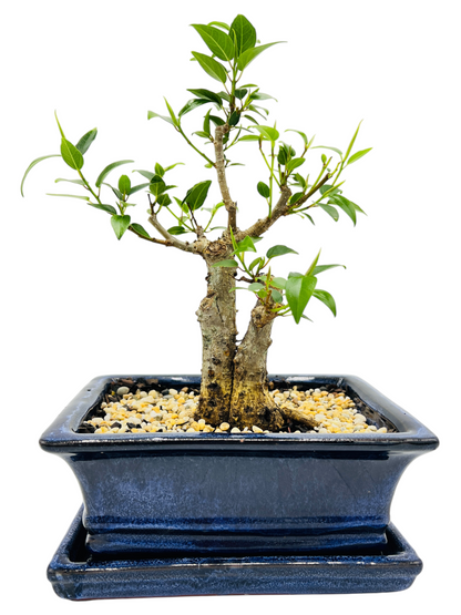 8 Inch Twin Trunk Small Leaf Fig Bonsai Tree With Saucer