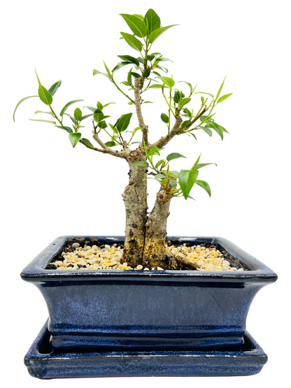 8 Inch Twin Trunk Small Leaf Fig Bonsai Tree With Saucer