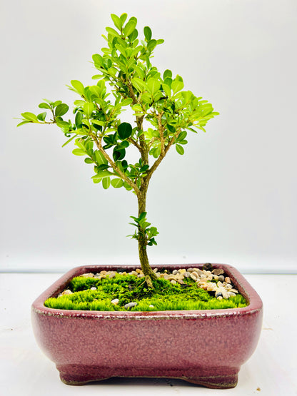 Japanese Boxwood 8" Bonsai Tree - Red Textured Pot With Moss