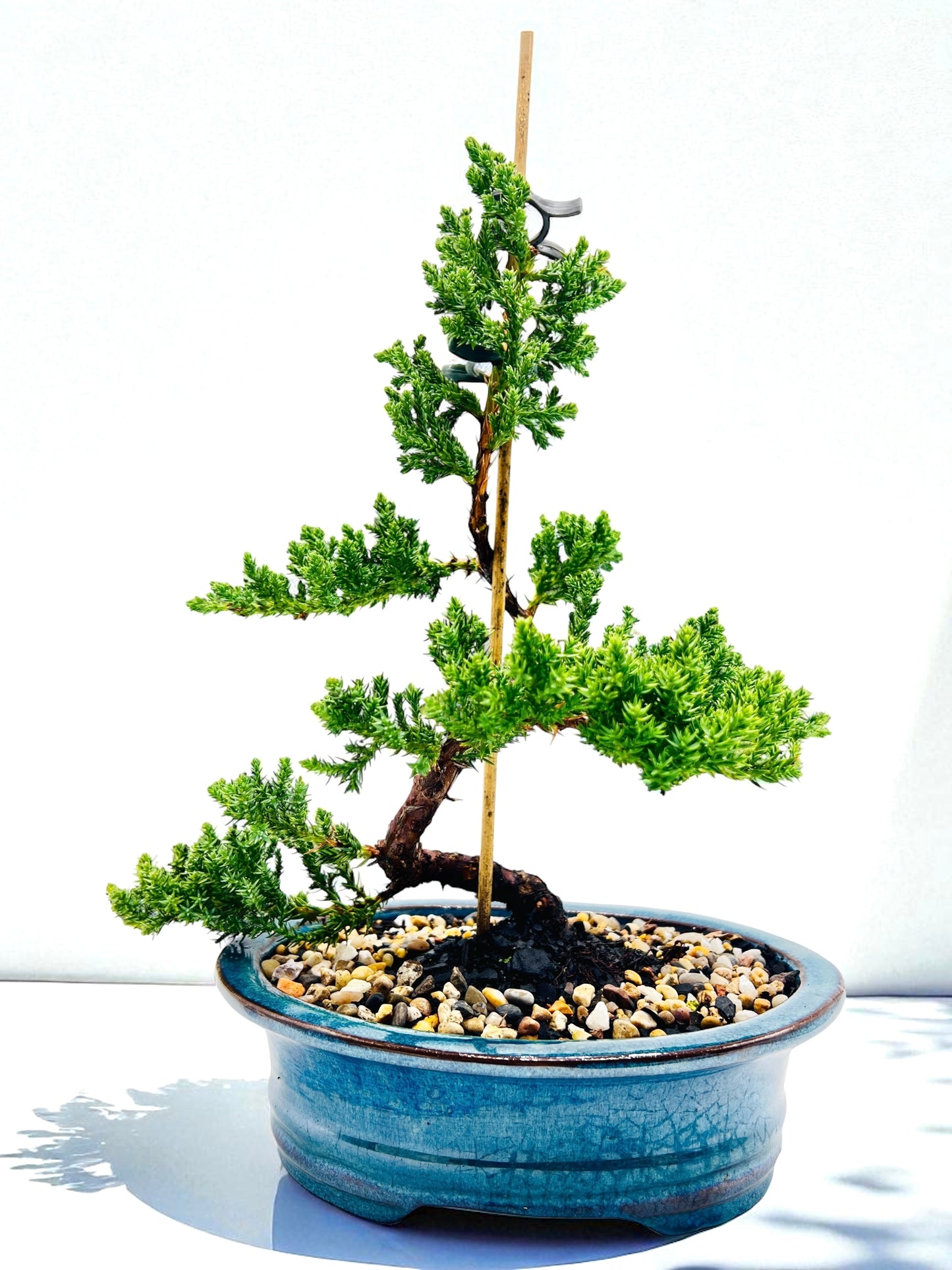 8 Inch Juniper Squamata Bonsai Tree - Teal Oval Pot