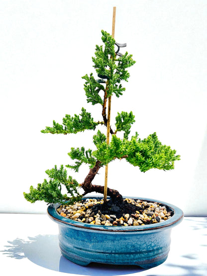8 Inch Juniper Squamata Bonsai Tree - Teal Oval Pot
