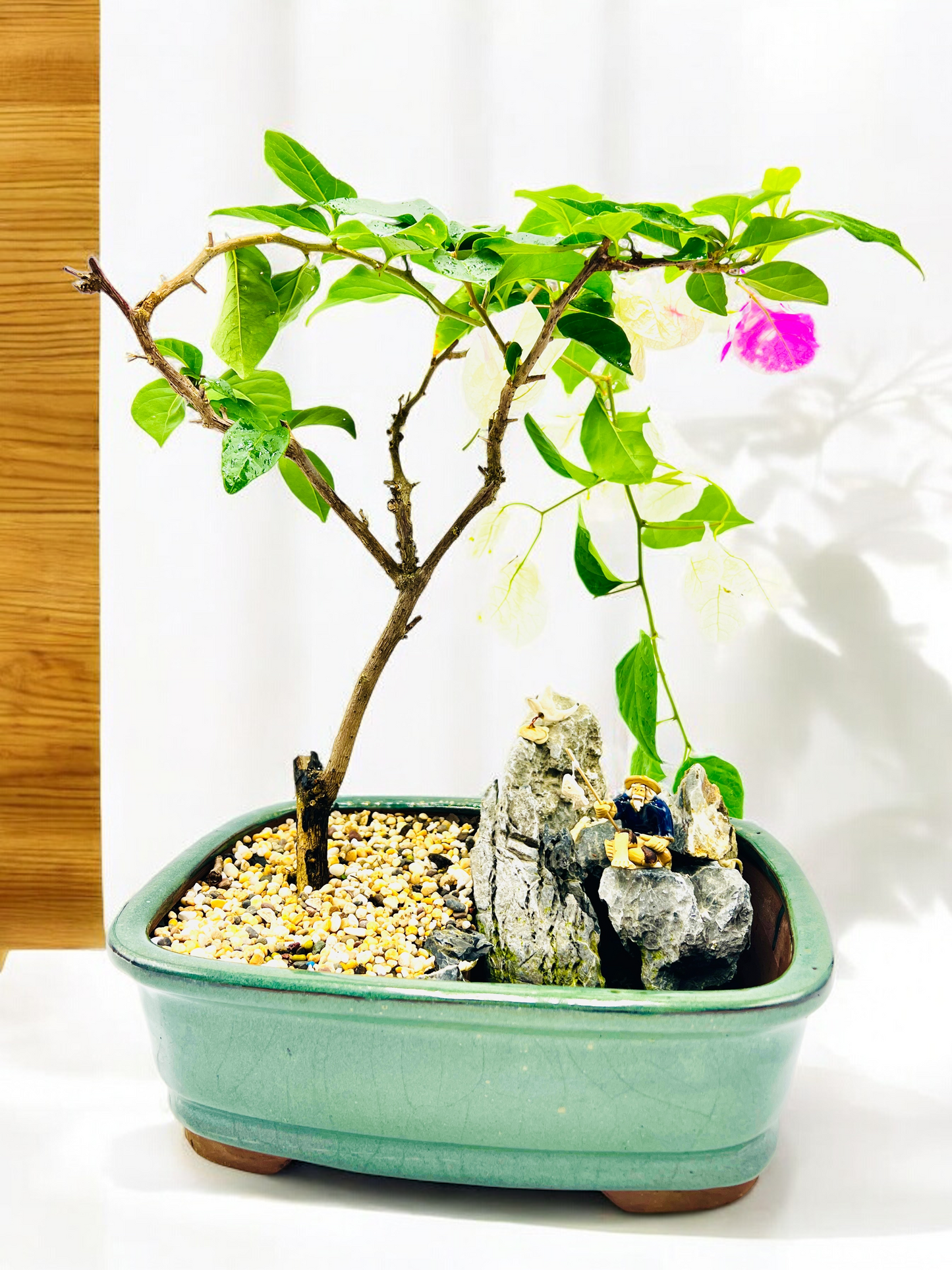 Rock Feature White/Pink Bougainvillea Bonsai Tree 12 Inch