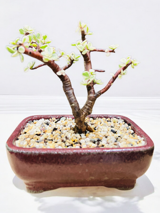 7 Inch Variegated Jade Bonsai Tree