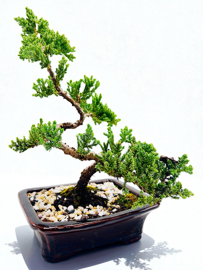 8 Inch Juniper Squamata Bonsai Tree - Black Rectangle Pot