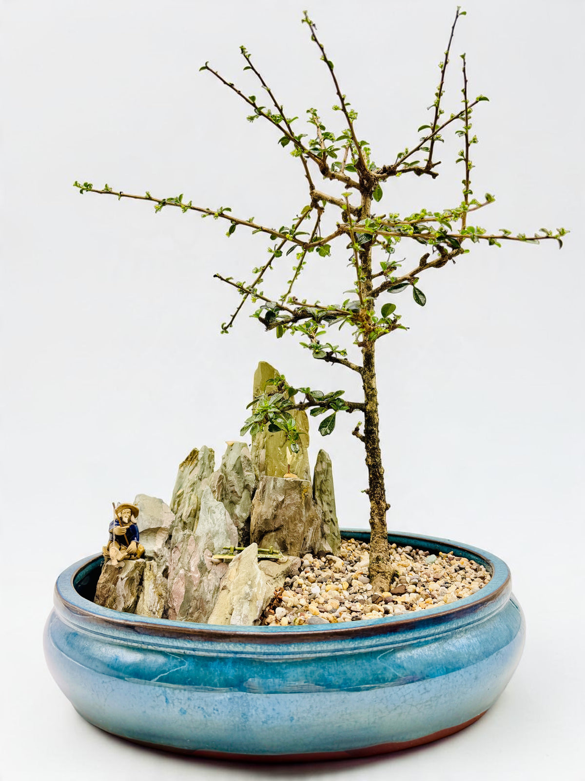 Carmona Fukien Tea With Rock Feature Bonsai Tree