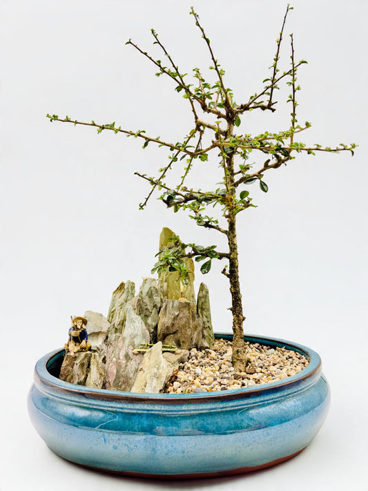 Carmona Fukien Tea With Rock Feature Bonsai Tree