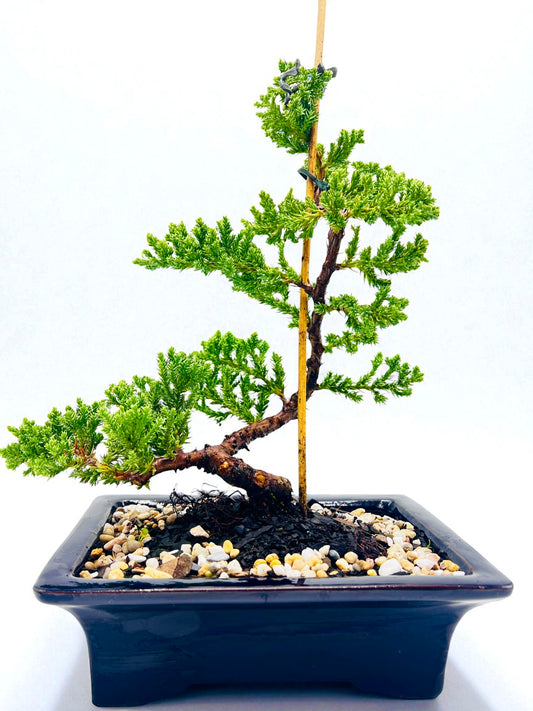 8 Inch Juniper Squamata Bonsai Tree - Black Rectangle Pot
