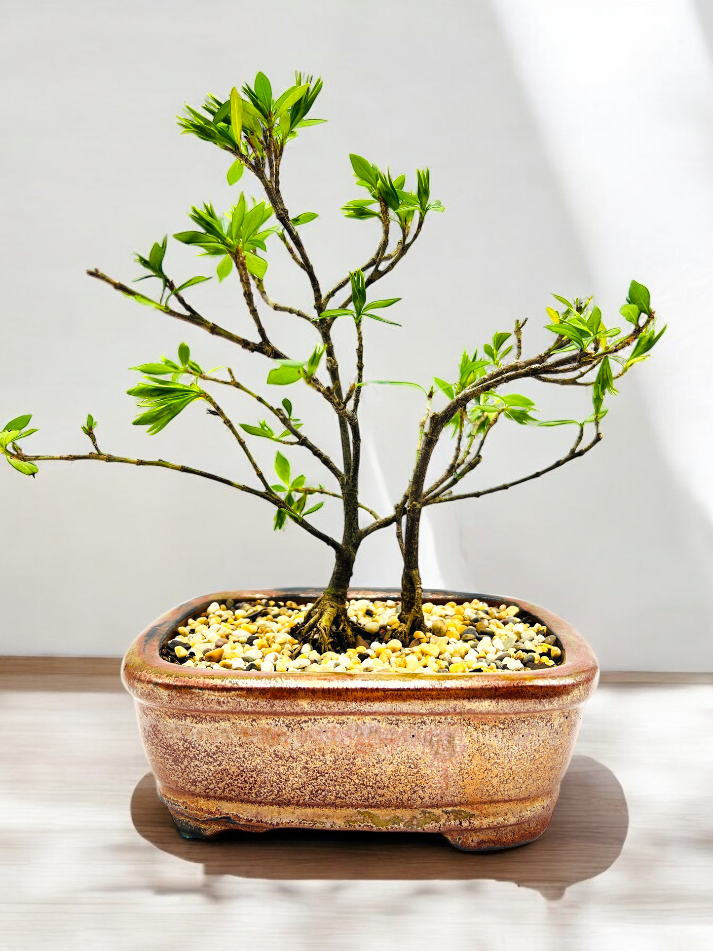 8 Inch Twin Trunk Gardenia Radicans Bonsai Tree