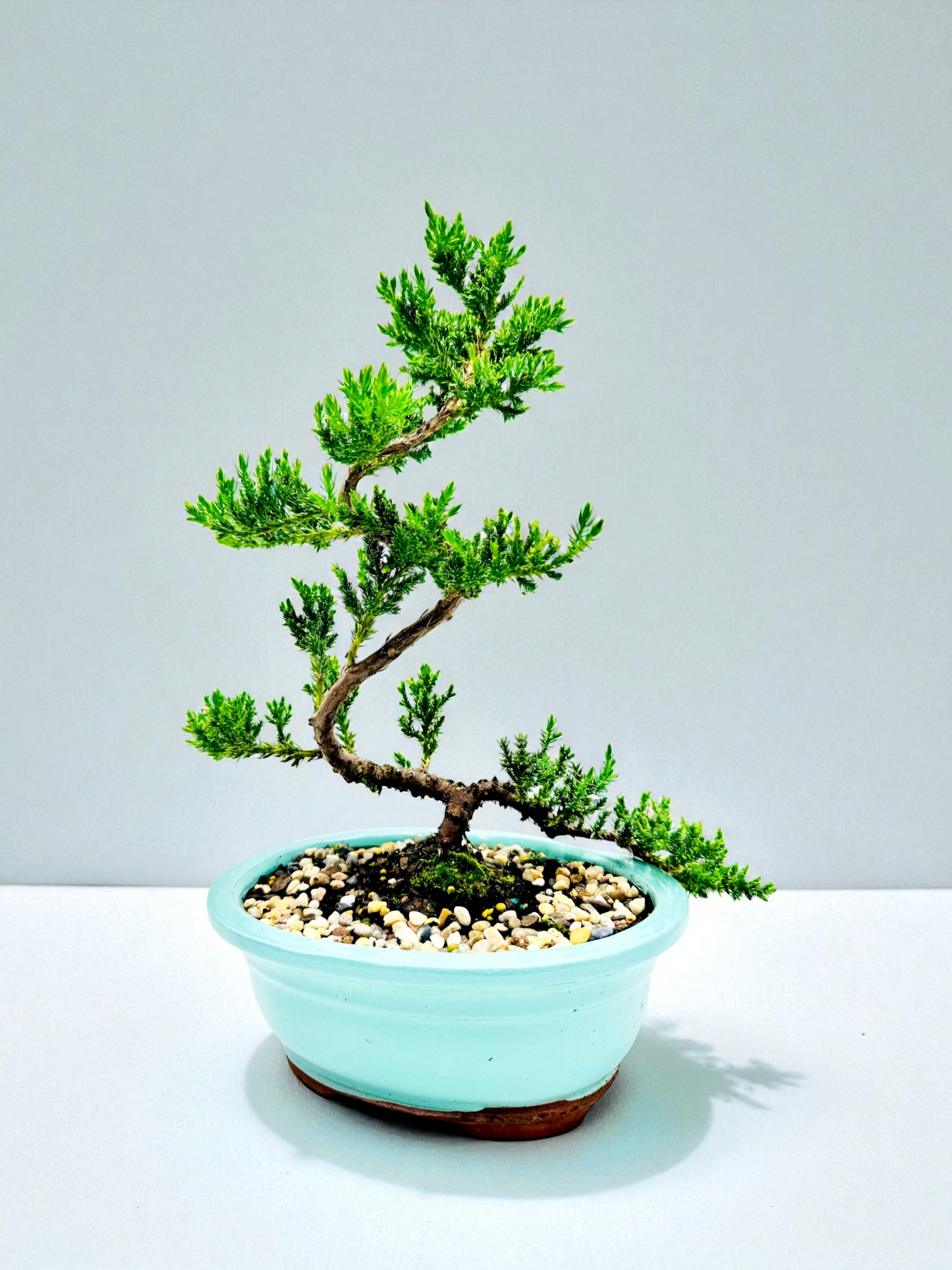 8 Inch Juniper Squamata Bonsai Tree - Turqoise Oval Pot