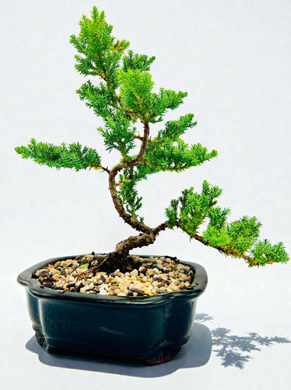 8 Inch Juniper Squamata Bonsai Tree - Black Cloud Pot