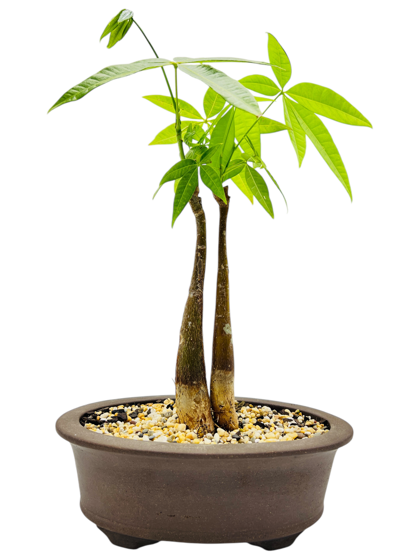 5 Leaves Twin Trunk Indoor Guiana Chestnut “Pachira Aquatica” Bonsai Tree 8 Inch 发财树