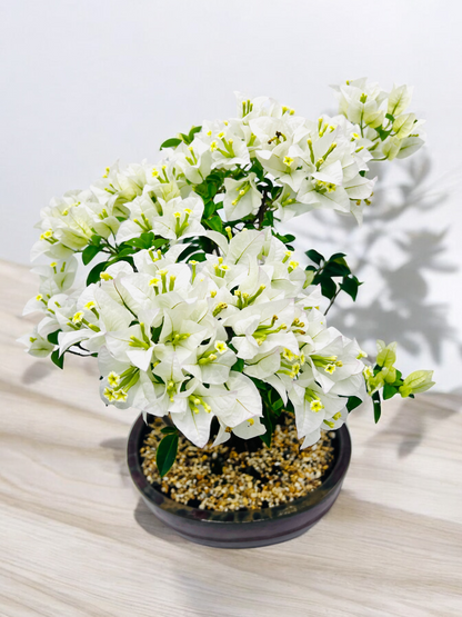 10” White Bougainvillea Bonsai Tree 6 Years Old 50cm Tall