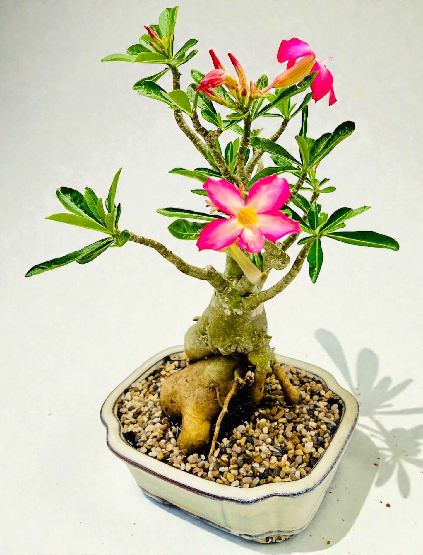50cm Mature Desert Rose Bonsai Tree - Pink Flowers